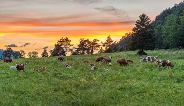 Black Angus cattle grazing by a creek in the Southern Ranges