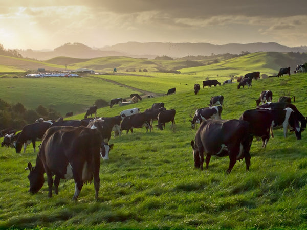 Angus Beef Australia | Grass-Fed and Premium Angus Cuts