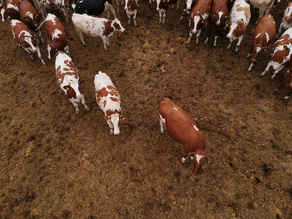 Grain-Fed Beef