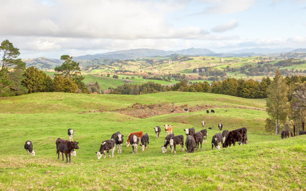 Grass-Fed & Grass-Finished Beef