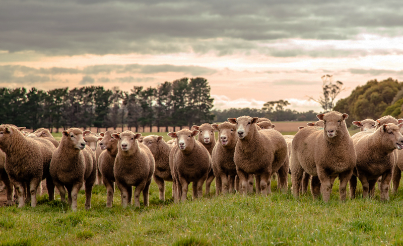 Lamb of Tasmania