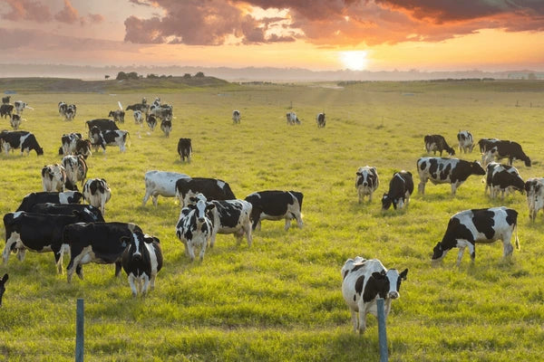 M.C. Herd