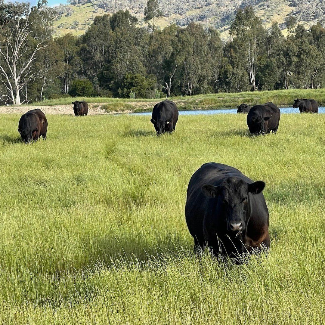 Grass-fed cattle grazing on Australian pastures at golden hour