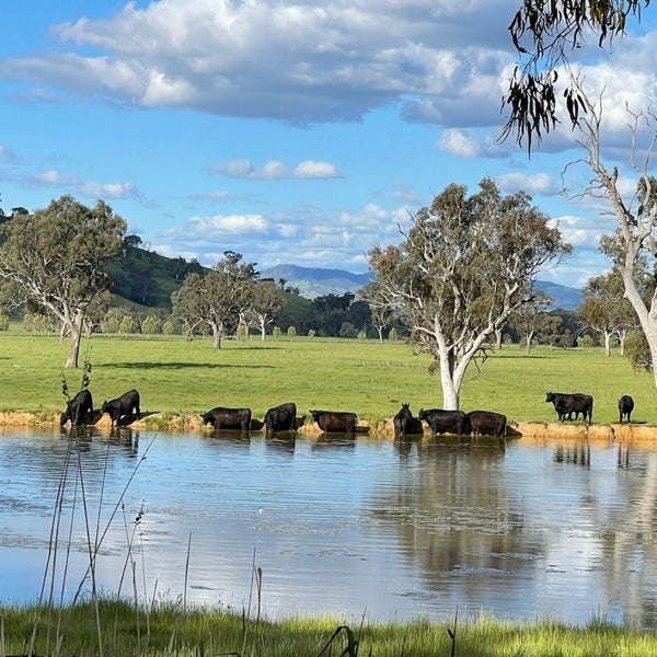Cattle drinking from a dam on Southern Ranges pasture